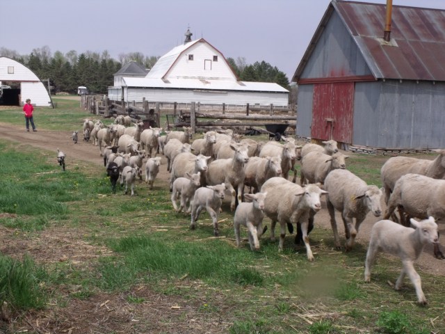 No fair, she pushed me, baaaaaaaaa!