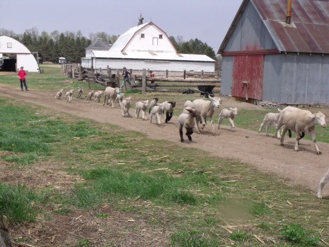 Hurry, hurry, they are beating us to the grass!