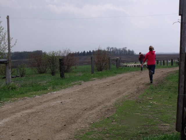 Making sure the sheep keep going to the right paddock!