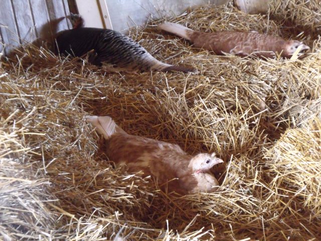 The nesting turkey's.  We took 35 eggs for the incubator and also moved a Pekin duck and removed her 6 eggs.  