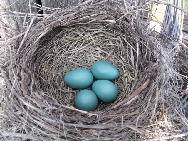 Bella found these Robin eggs in our hops yard.  Beauty can be found everywhere.  The Robin chose a very low spot on our front fence.
