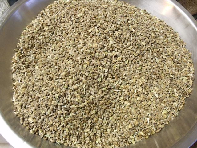 This very odd looking seed is what we picked up in South Dakota.