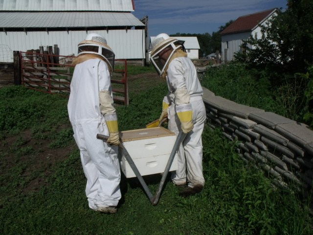 Hauling honey supers to the  honey shed.  These are very heavy and Fred made the home crafted carrier.  