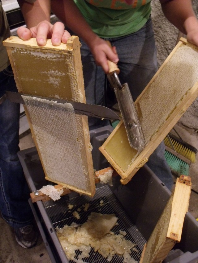 The girls are removing the caps.  One with an electric knife, one with a cold knife.