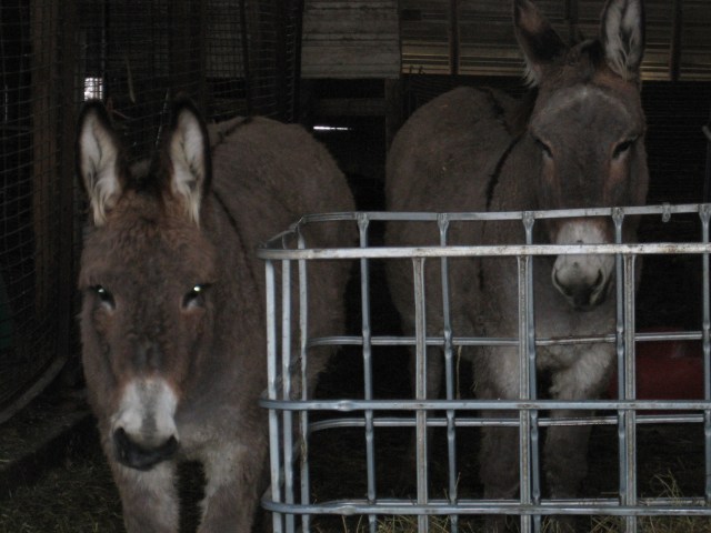 Imagine riding one of these while getting ready to give birth...........