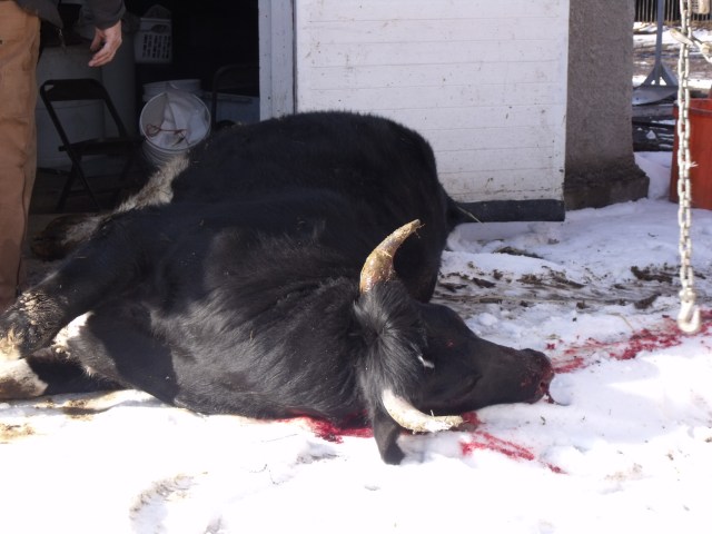 1400 Pounds  of the finest beef around!