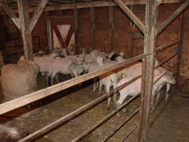 Lovely ladies minus a fine layer of wool.