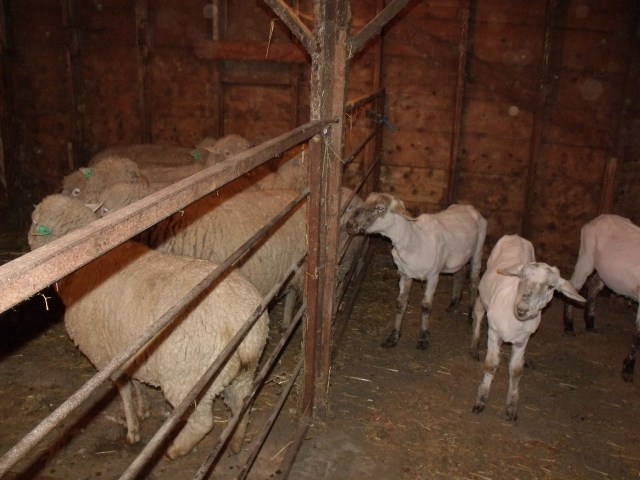 Wow, imagine how thick the wool is.  Before and after  pictures.