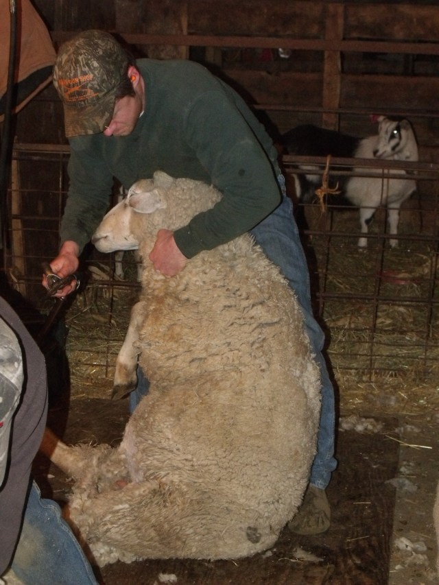 Luke Dougherty, our son in law, preparing to shear this ewe.  