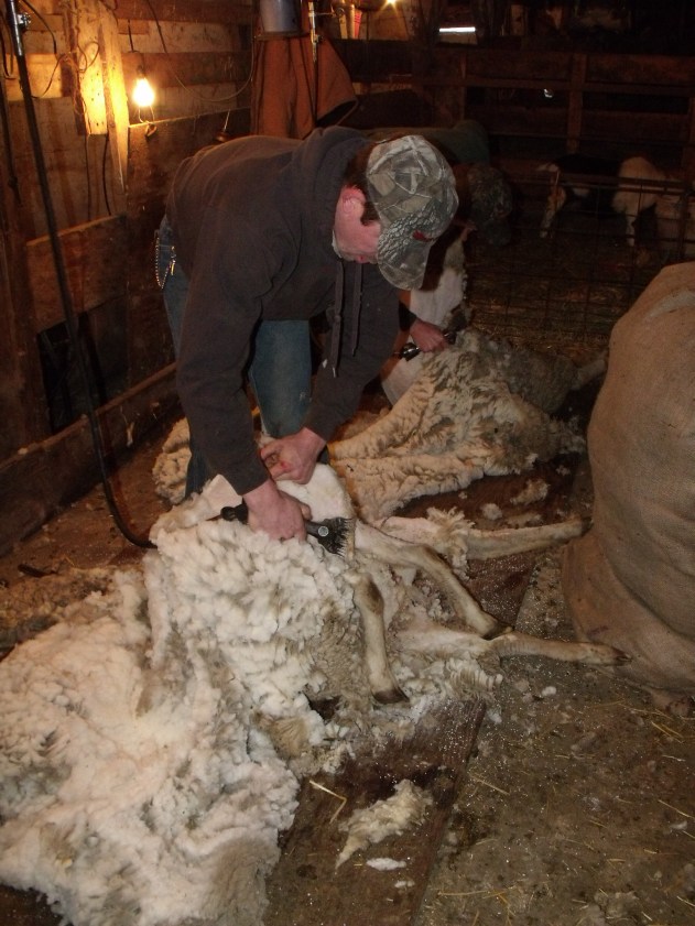Our son Clayton shearing with son in law Luke behind him.