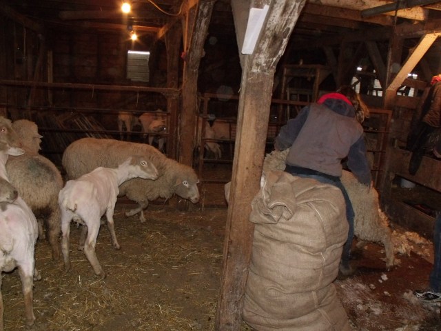 Silvana and Caleb helped catch the sheep and pick up the wool.