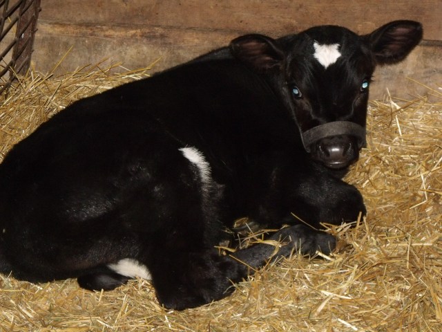 Healthy baby bull calf clean enough to snuggle with!
