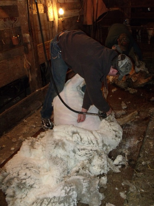 Beautiful wool, nice clean job.