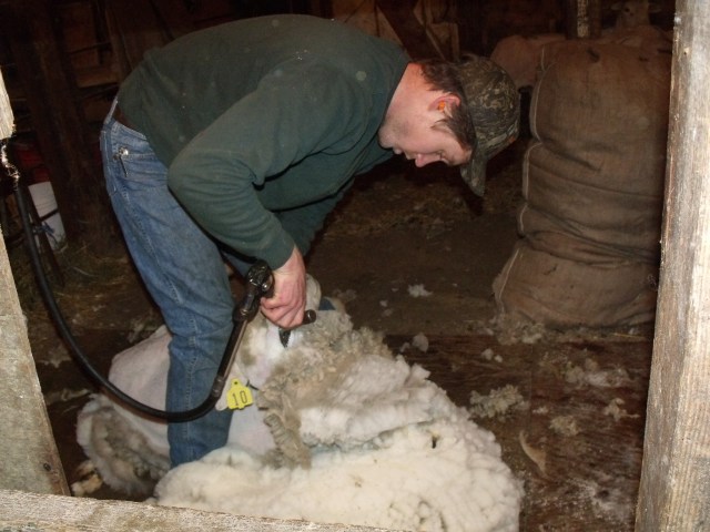 Luke Dougherty, hard at work.  He's an amazing shearing and you'd be surprised how fast too!