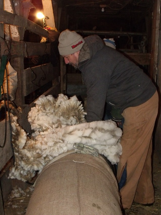 Fred and Mario packed the wool.