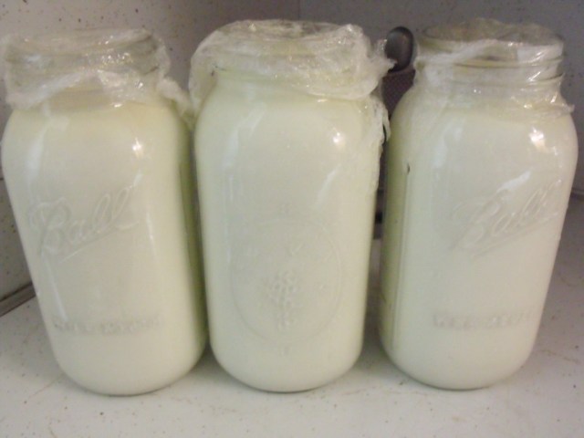 We consume a gallon and a half fresh yogurt every few days. Wonderful, thick and yummy!