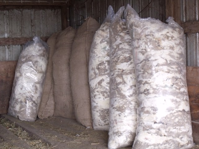 Bagged wool,  ready for sale.