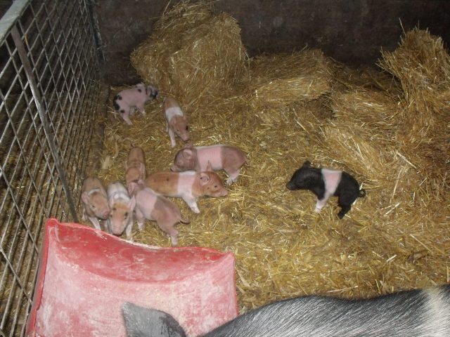 The sow in the next maternity pen had 9 babies, all of which are alive thanks to our "midwife", Marisa.