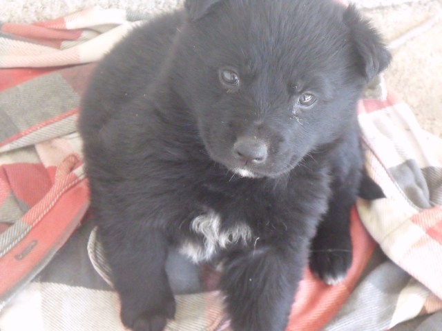 Our cute little puppy.  Hope he turns out half as good as Rowdy is :)