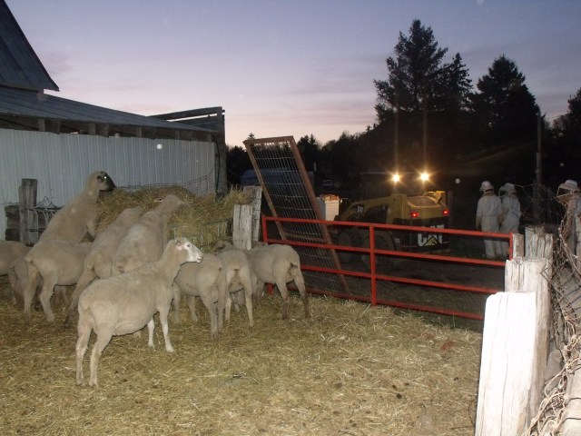 Sheep would rather eat then observe the late day activity!