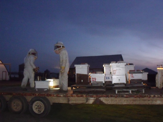 A couple more hives to load and we ask God to bless the bees and away we go.