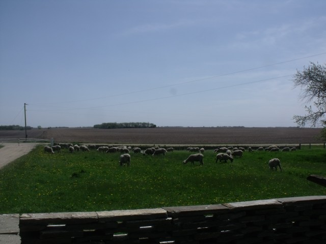 We let the sheep out for the first time a few days ago.  They were so happy.  This is the view from our front yard!