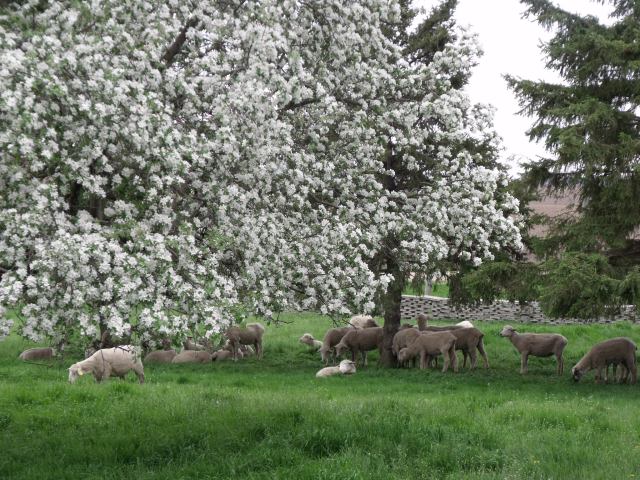 I love this front yard view.  God is good to us and Life is beautiful!