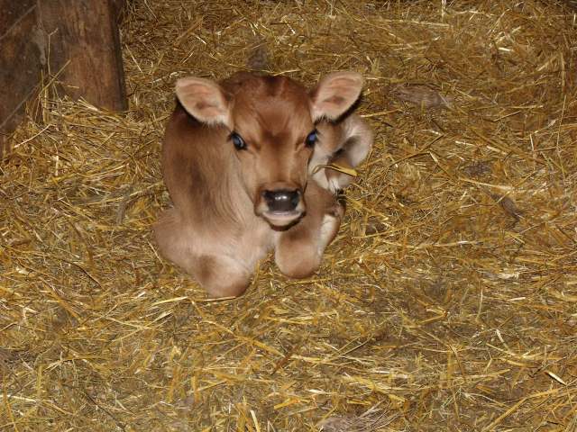 Isn't this little jersey calf a real cutie?  We have 4 babies and Maggie is in charge of feeding them warm milk fresh from the cow.