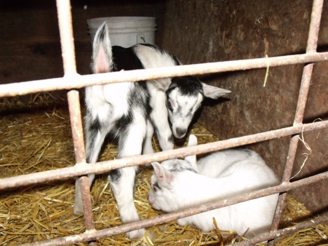 Two goats born last night on Jess and Luke's 6th Wedding Anniversary!  Happy Anniversary to a great couple.  I think we are naming them after Jess and Luke too!