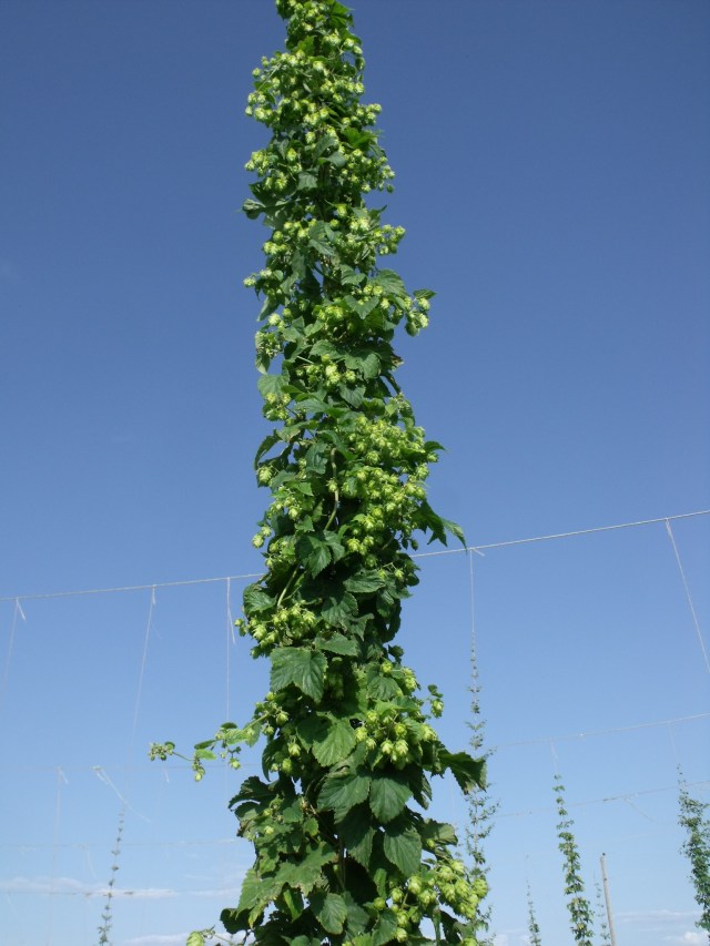 Hops vine looks like something in Jack in the Beanstalk!