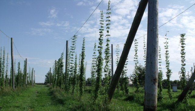 Rows of hops soon to be turned into beer.