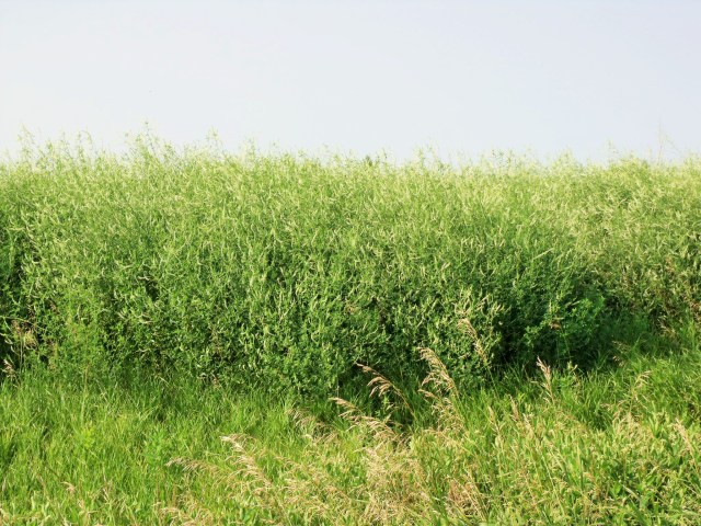 More Sweet White Clover for the bees.  Beautiful!