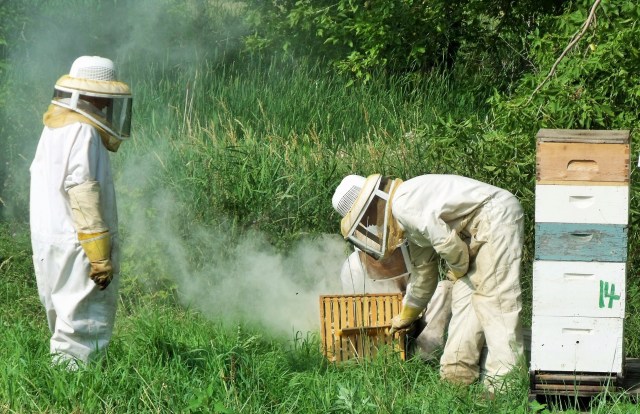  Brushing off the bees gently before we load the super.