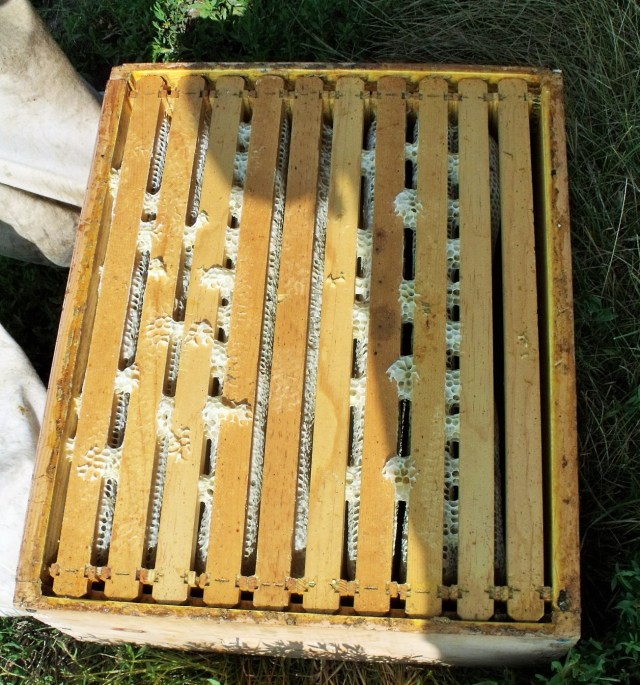 Checking the super to make certain all the honey bees are gone.