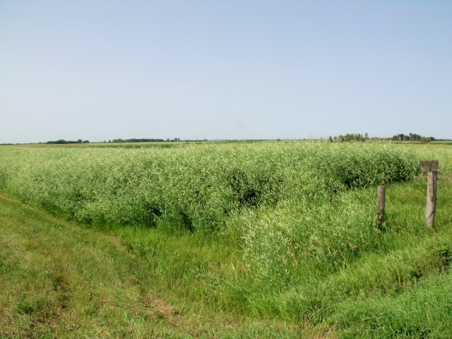 A field of Sweet White clover.  
