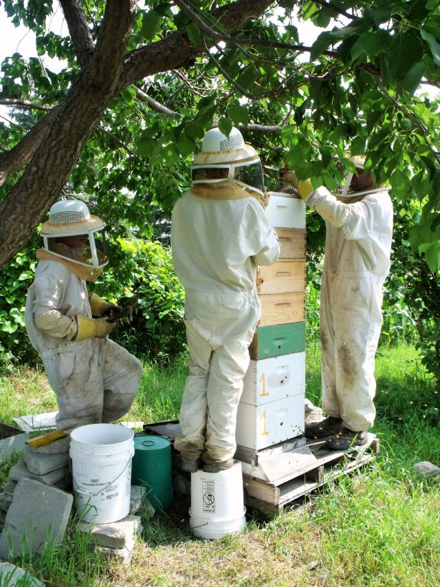 Beautiful hive near our garden.