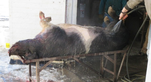 This hog is now bacon, hotdogs and summer sausage.  I didn't get any plain sausage......some chops and roasts.....We took advantage of a few warmer days.