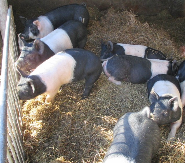 Well cared for hogs. For livestock they have a good life too on the farm.