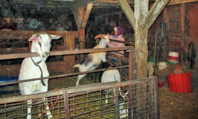 Bella with our three goats.  There were two more that have been sold.