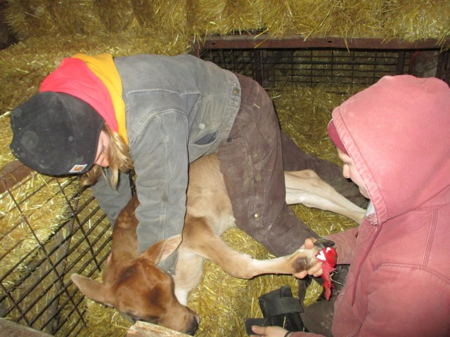 A crippled heifer calf.