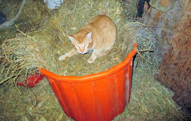 Content cat in a cozy barn.  A good life for cats too!