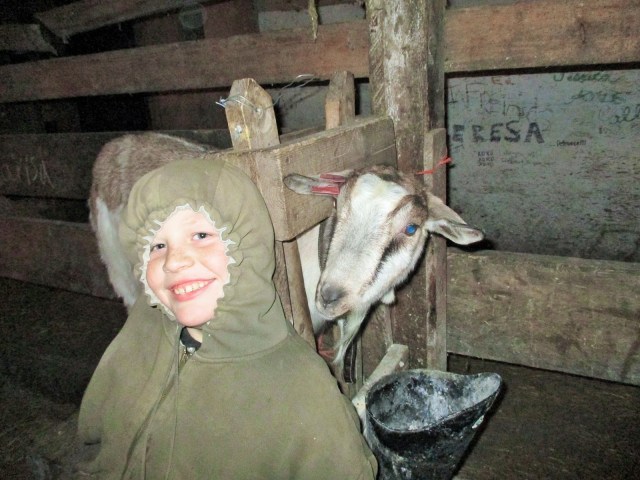 Mario before milking.