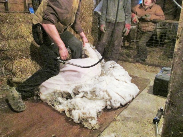 Nice clean job of shearing.