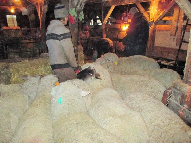 Clayton's job was catching for Clayton.  Fred hand packed the darker type wool.  That kind of wool brings less money.