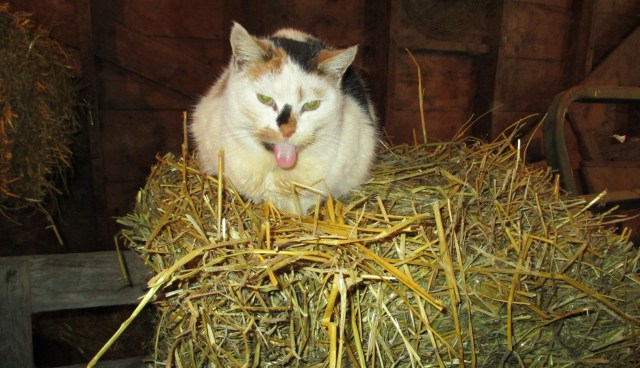 This cat sat watching with her tongue out the entire time.  