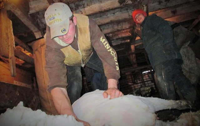 Clayton shearing while Mario wait for the wool!