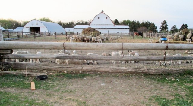 Happy lambs playing in the evening.