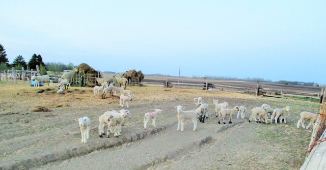 Healthy crop of lambs enjoying the evening air.