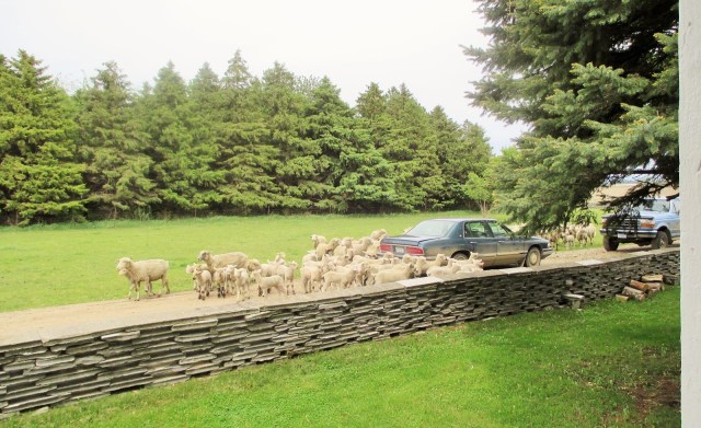 Ewes and lambs being moved to their second grazing paddock.