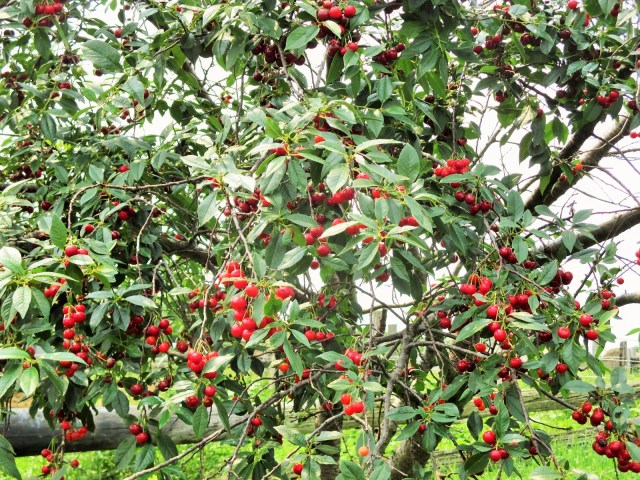 Cherry trees ready to pick.